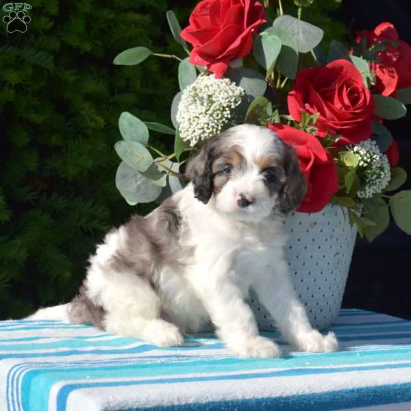 Snickers, Cavapoo Puppy