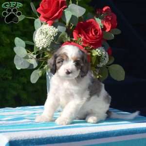 Snickers, Cavapoo Puppy