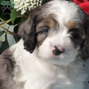 Snickers, Cavapoo Puppy
