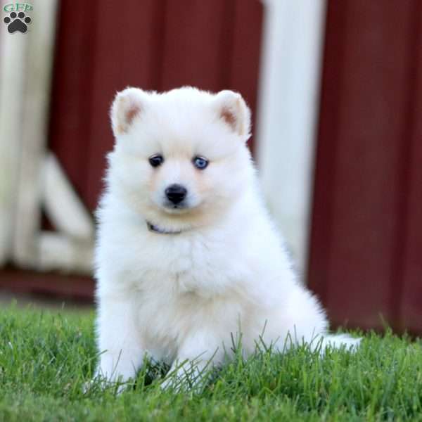 Snowball, Pomsky Puppy