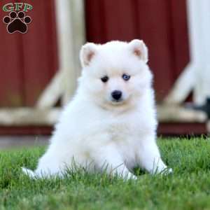 Snowball, Pomsky Puppy