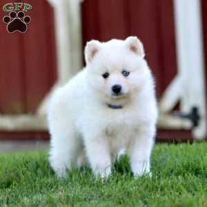 Snowball, Pomsky Puppy
