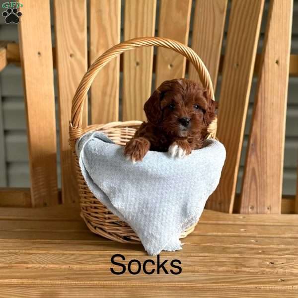 Socks, Cavapoo Puppy