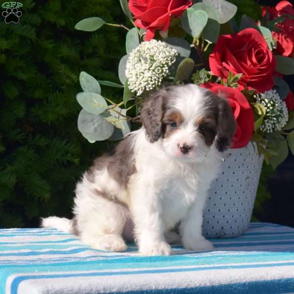 Sonny, Cavapoo Puppy