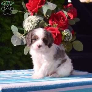 Sonny, Cavapoo Puppy