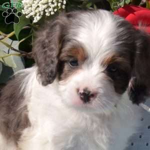 Sonny, Cavapoo Puppy