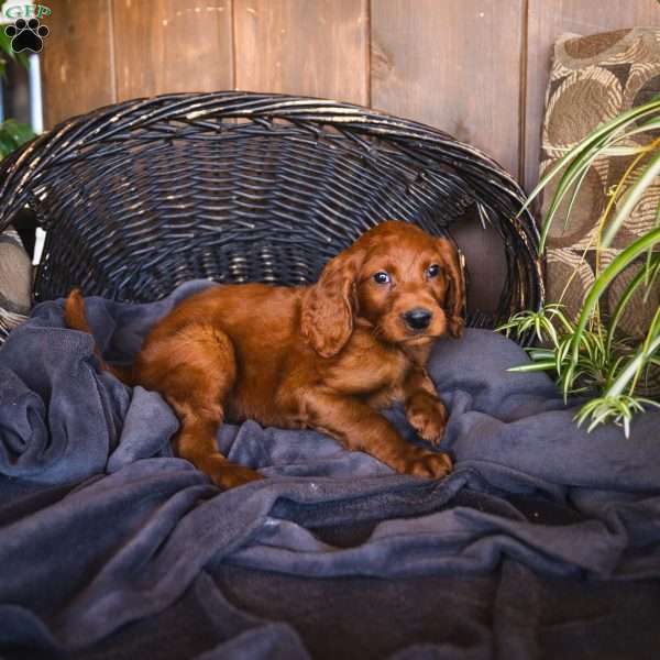 Sonya, Irish Doodle Puppy