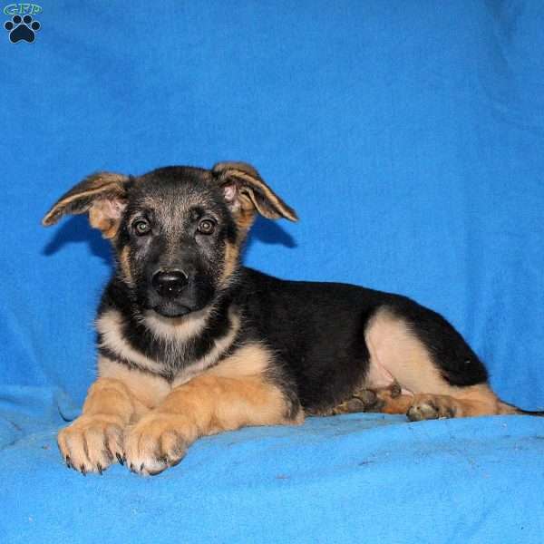 Sophia, German Shepherd Puppy