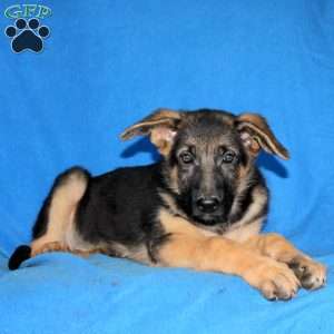 Sophia, German Shepherd Puppy