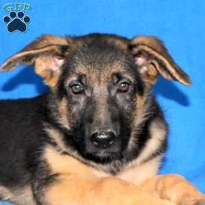Sophia, German Shepherd Puppy