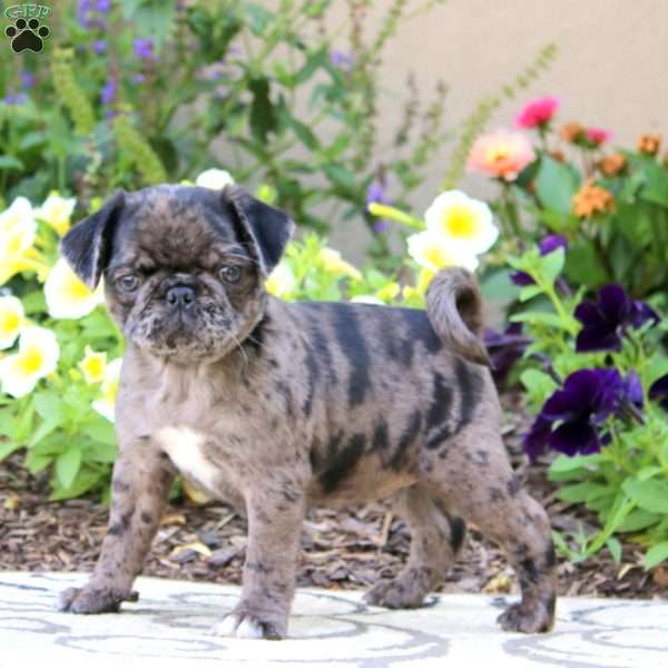 Sophia, Pug Puppy