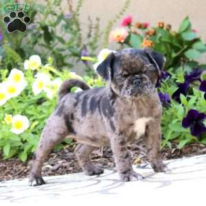 Sophia, Pug Puppy