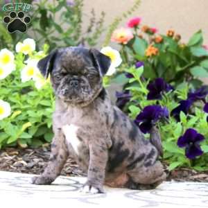 Sophia, Pug Puppy