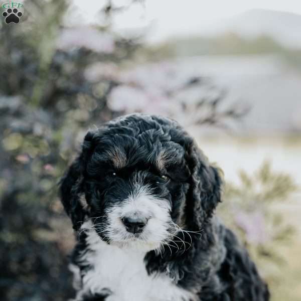 Sophia, Bernedoodle Puppy