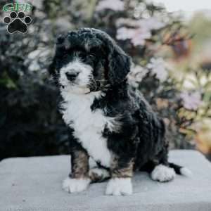 Sophia, Bernedoodle Puppy