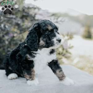 Sophia, Bernedoodle Puppy