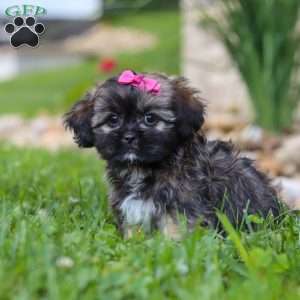 Sophia, Lhasa Apso Puppy