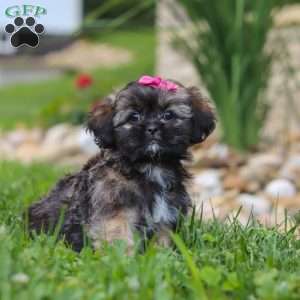 Sophia, Lhasa Apso Puppy