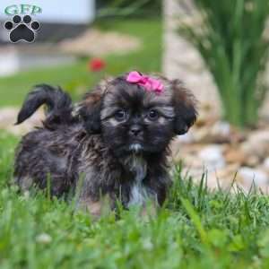 Sophia, Lhasa Apso Puppy