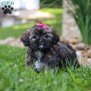 Sophia, Lhasa Apso Puppy