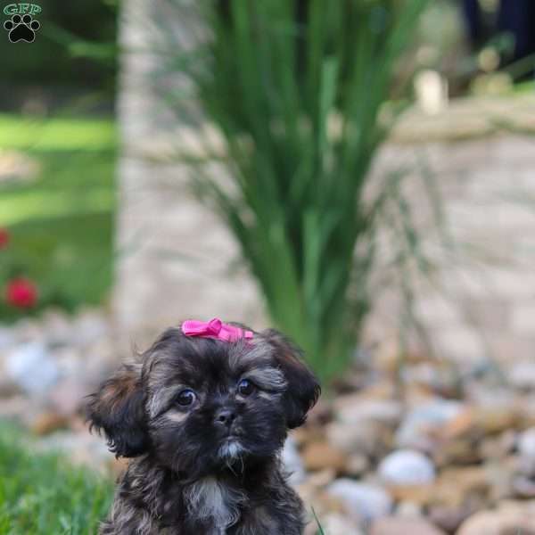 Sophia, Lhasa Apso Puppy