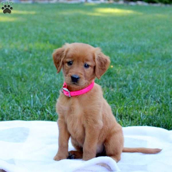 Sophie, Golden Retriever Puppy