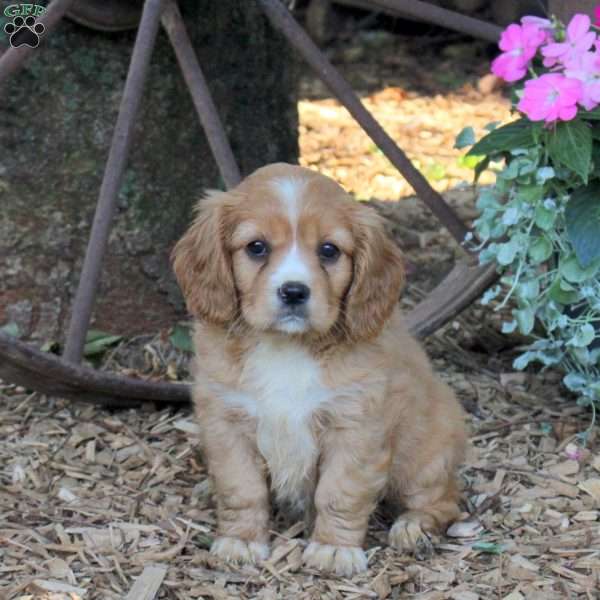 Sophie, Cavalier King Charles Mix Puppy