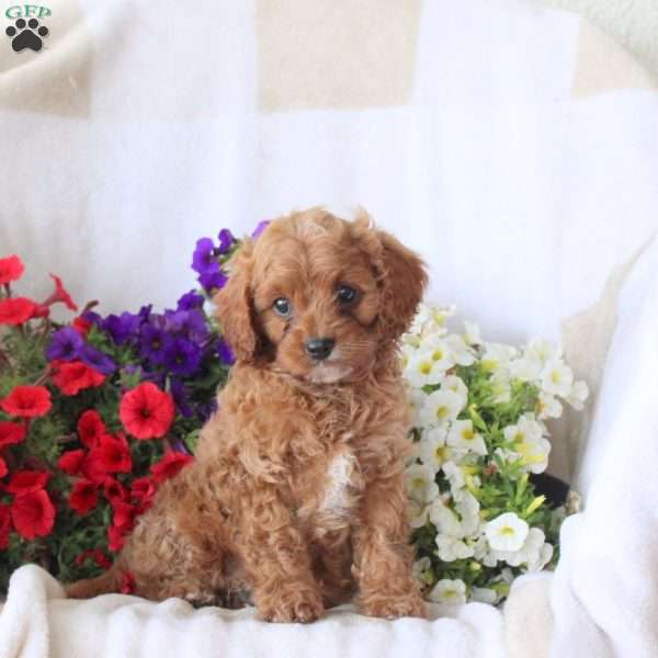 Sophie, Cavapoo Puppy
