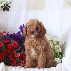 Sophie, Cavapoo Puppy