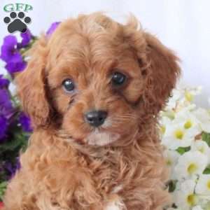 Sophie, Cavapoo Puppy