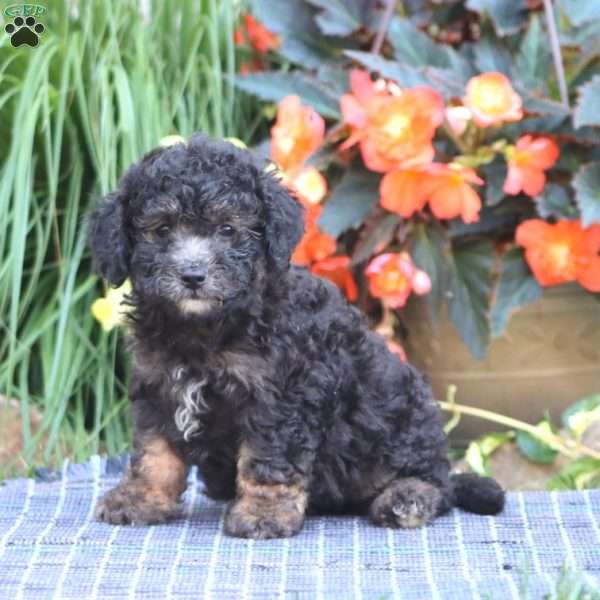 Sophie, Miniature Poodle Puppy