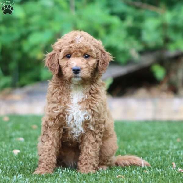 Sophie, Mini Goldendoodle Puppy