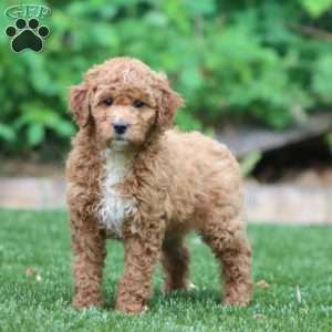 Sophie, Mini Goldendoodle Puppy