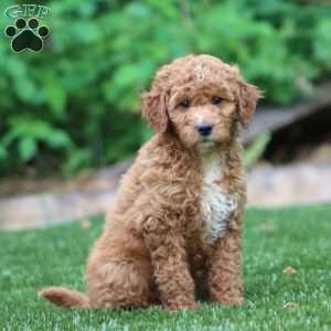 Sophie, Mini Goldendoodle Puppy