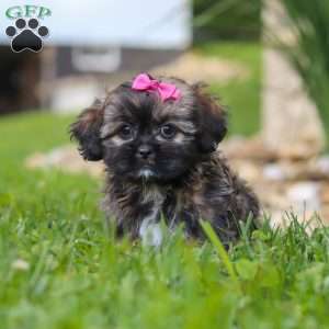 Sophia, Lhasa Apso Puppy