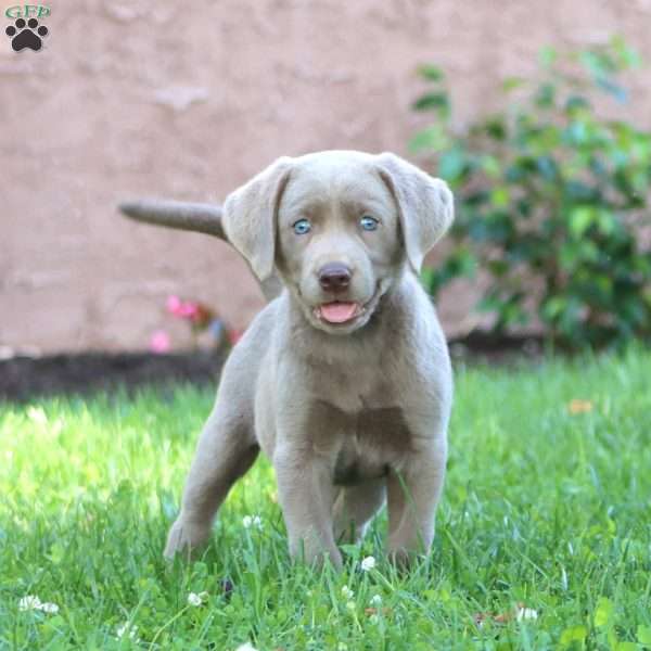 Sparkle, Silver Labrador Retriever Puppy