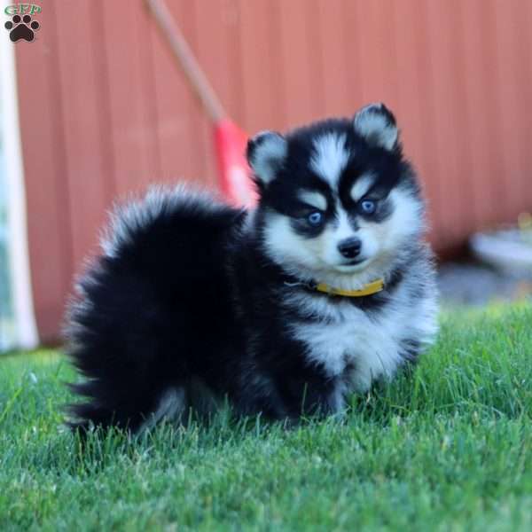 Sparkle, Pomsky Puppy