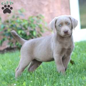 Sparkle, Silver Labrador Retriever Puppy