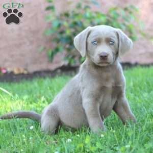 Sparkle, Silver Labrador Retriever Puppy
