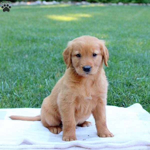 Sparrow, Golden Retriever Puppy