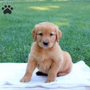 Sparrow, Golden Retriever Puppy