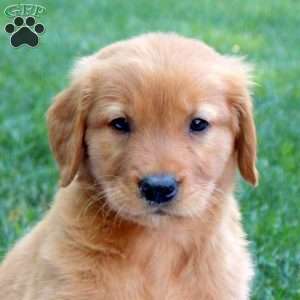 Sparrow, Golden Retriever Puppy