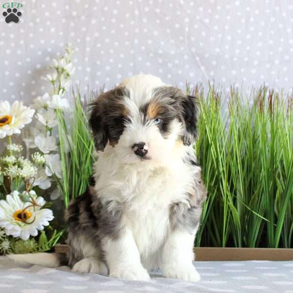 Spencer, Mini Bernedoodle Puppy