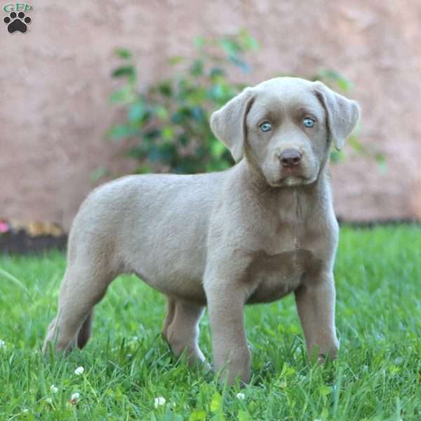 Spice, Silver Labrador Retriever Puppy