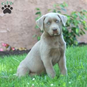 Spice, Silver Labrador Retriever Puppy