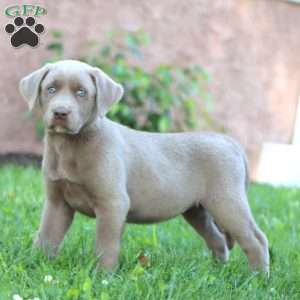 Spice, Silver Labrador Retriever Puppy