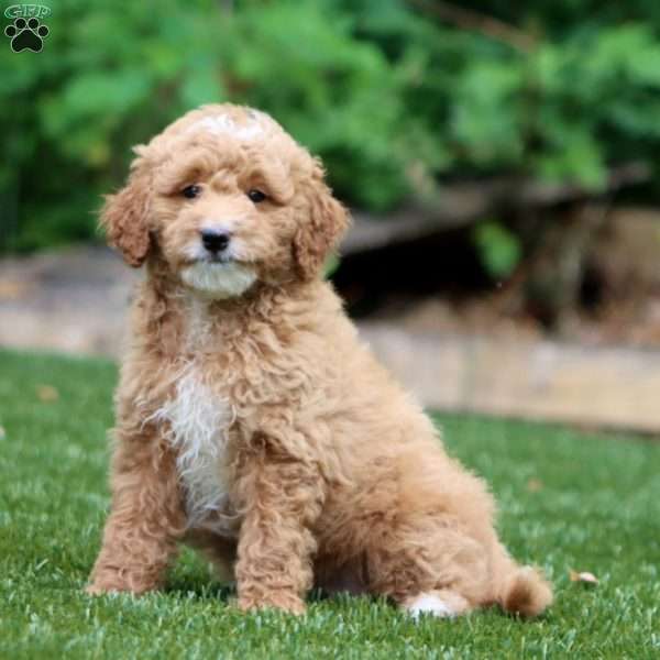 Spiffy, Mini Goldendoodle Puppy