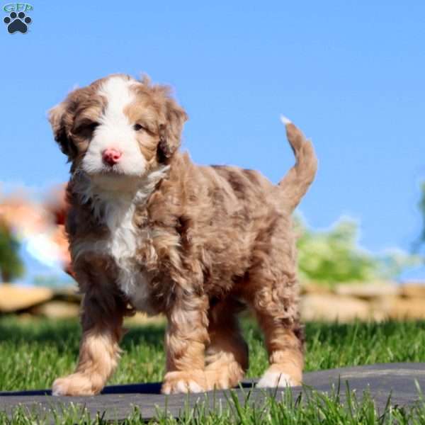 Spiffy, Mini Bernedoodle Puppy
