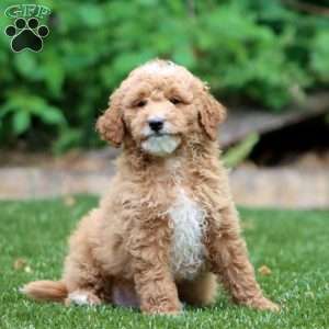 Spiffy, Mini Goldendoodle Puppy