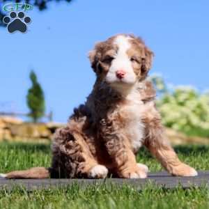 Spiffy, Mini Bernedoodle Puppy